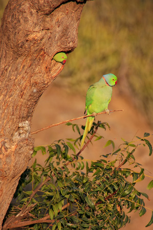 Indian Rose-ringed Parakeet  Psittacula krameri  sitting on a tree, Pushkar, Rajasthan, India
