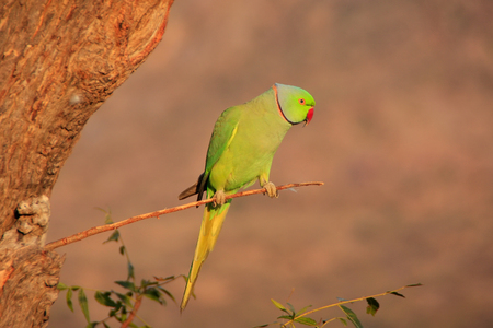 Indian Rose-ringed Parakeet  Psittacula krameri  sitting on a tree, Pushkar, Rajasthan, Indiaの写真素材