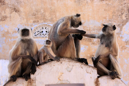 Gray langurs with babies sitting at the temple, Pushkar, Rajasthan, Indiaの写真素材