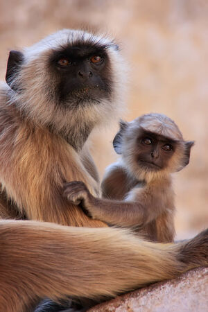 Gray langur with a baby sitting at the temple, Pushkar, Rajasthan, India