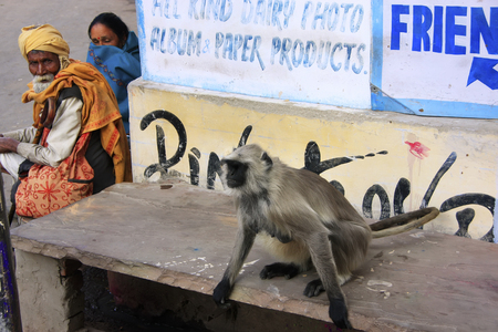 Local people and gray langur sitting in the street, Pushkar, Rajasthan, India