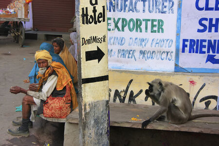 Local people and gray langur sitting in the street, Pushkar, Rajasthan, India