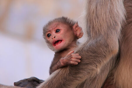 Baby Gray langur sitting with mother, Pushkar, Rajasthan, India