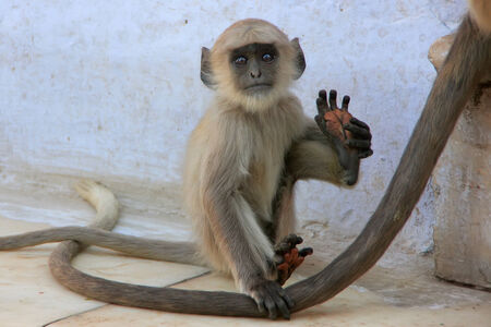 Baby Gray langur playing at the temple, Pushkar, Rajasthan, India