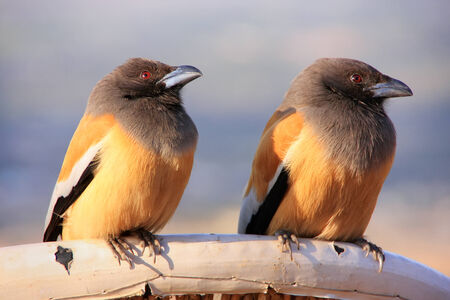 Rufous Treepies  Dendrocitta vagabunda , Pushkar, Rajasthan, Indiaの写真素材