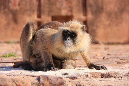 Gray langur  Semnopithecus dussumieri  with a baby eating at Ranthambore Fort, Rajasthan, India
