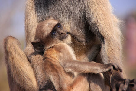 Baby Gray langur  Semnopithecus dussumieri  resting in mothers arms, Ranthambore Fort, Rajasthan, Indiaの写真素材