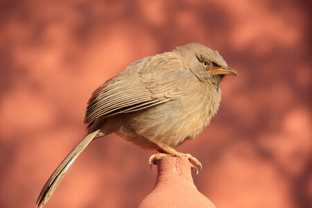 Jungle babbler  Turdoides striata  sitting at Ranthambore Fort, Rajasthan, India