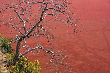 Tree without leaves against red pond, Ranthambore Fort, Rajasthan, Indiaの写真素材
