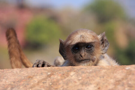 Baby Gray langur  Semnopithecus dussumieri  playing at Ranthambore Fort, Rajasthan, Indiaの写真素材