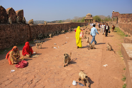Local people walking around Ranthambore Fort amongst gray langurs, Rajasthan, Indiaのeditorial素材