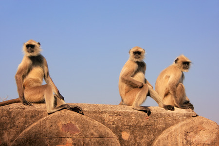 Gray langurs  Semnopithecus dussumieri  sitting at Ranthambore Fort, Rajasthan, Indiaの写真素材