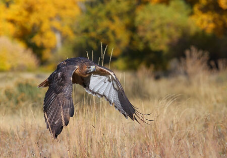 Red-tailed hawk (Buteo jamaicensis) in flight