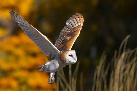 Barn owl (Tyto alba) in flightの写真素材
