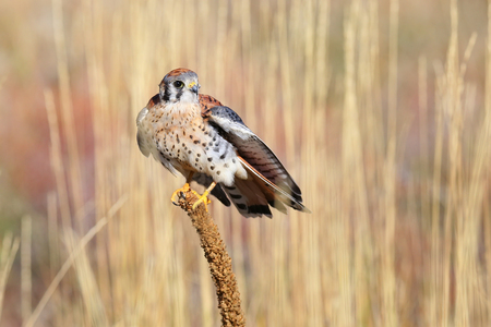 American kestrel (Falco sparverius) sitting on a mulleinの写真素材