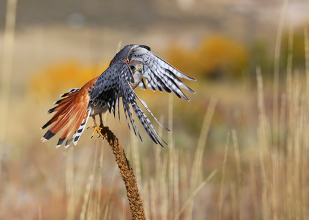 American kestrel (Falco sparverius) sitting on a mulleinの写真素材