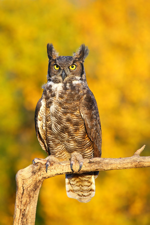 Great horned owl (Bubo virginianus) sitting on a stickの写真素材