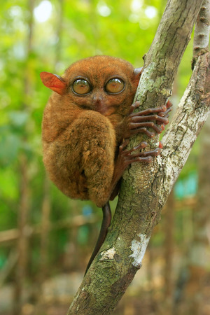 Tarsier sitting on a tree, Bohol island, Philippines, Southeast Asiaの写真素材