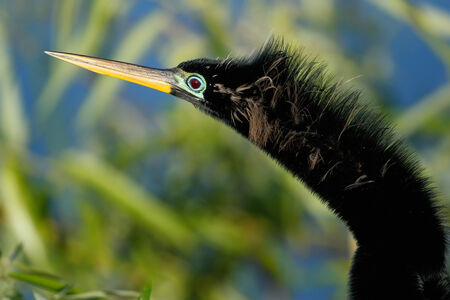 Portrait of male Anhinga (Anhinga anhinga) in breeding colorsの写真素材