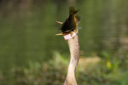 Anhinga (Anhinga anhinga) eating fish