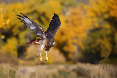 Red-tailed hawk (Buteo jamaicensis) in flightの写真素材
