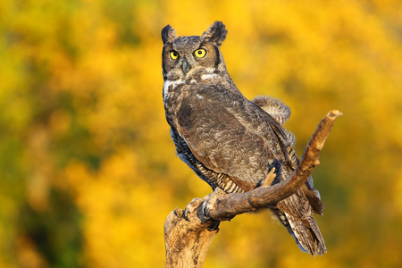 Great horned owl (Bubo virginianus) sitting on a stickの写真素材