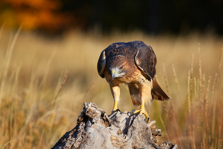Red-tailed hawk (Buteo jamaicensis) sitting on a stumpの写真素材