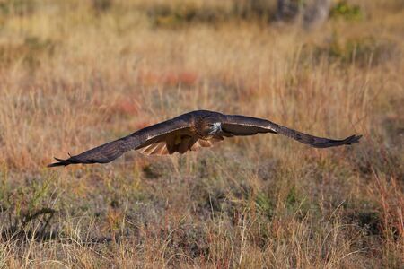 Red-tailed hawk (Buteo jamaicensis) in flightの写真素材