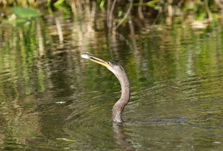 Anhinga (Anhinga anhinga) swimmingの写真素材