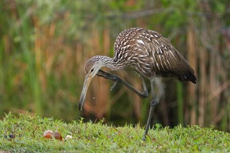 Limpkin (Aramus guarauna) itchingの写真素材