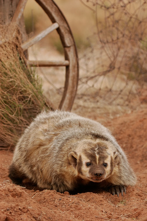 American badger (Taxidea taxus) sitting on the dirt groundの写真素材