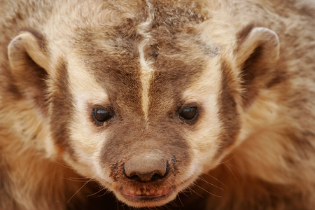 Portrait of American badger (Taxidea taxus)の写真素材