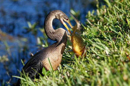 Anhinga (Anhinga anhinga) eating fishの写真素材