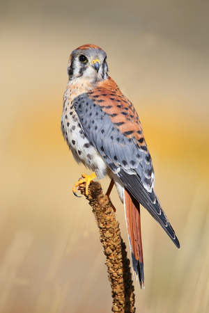 American kestrel (Falco sparverius) sitting on a mulleinの写真素材