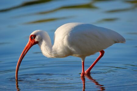 White Ibis (Eudocimus albus) feedingの写真素材
