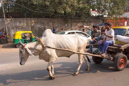 Bullock cart in the busy street of New Delhi, India