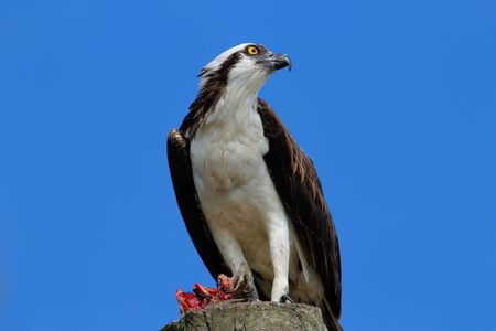 Osprey (Pandion haliaetus) with a catch on a light poleの写真素材