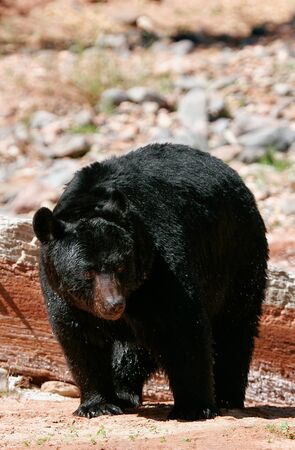 American black bear (Ursus americanus) walkingの写真素材
