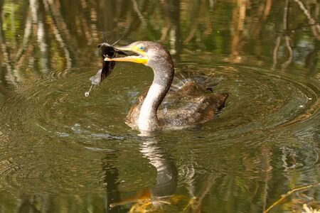 Doublecrested Cormorant Phalacrocorax auritus with a fishの写真素材