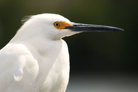 Portrait of Snowy Egret Egretta thulaの写真素材