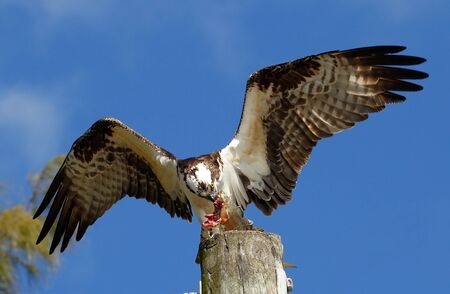 Osprey Pandion haliaetus eating fish on a light poleの写真素材
