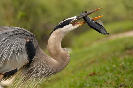 Portrait of Great blue heron Ardea herodias eating fishの写真素材