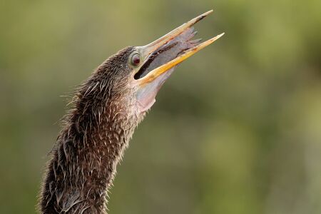 Anhinga Anhinga anhinga swallowing fishの写真素材