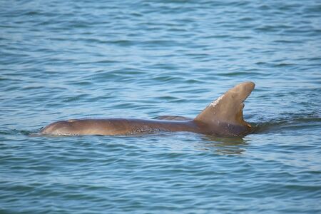 Common bottlenose dolphin showing dorsal fin near Sanibel island in Floridaの写真素材