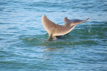 Tails of diving Common bottlenose dolphins near Sanibel island in Floridaの写真素材