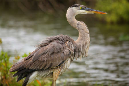 Great Blue Heron Ardea herodias standing by the water. It is the largest North American heron.