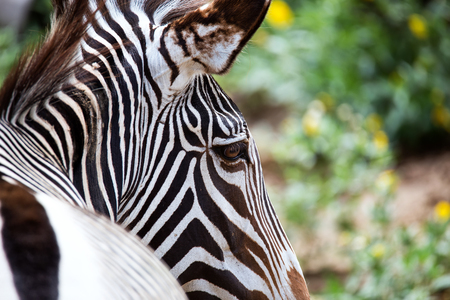 Close-up of Grevy's Zebra (Equus grevyi)の写真素材