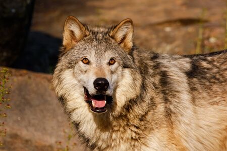 Portrait of Gray wolf (Canis lupus) with rocks in background
