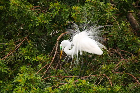 Great Egret (Ardea alba) showing breeding display