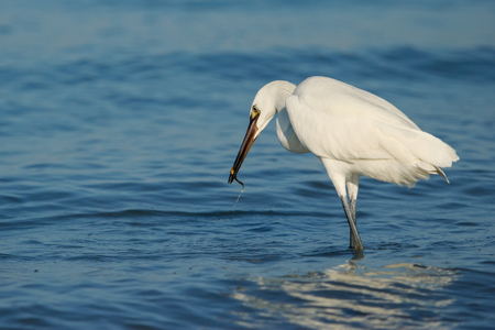 Reddish egret (Egretta rufescens) white morph huntingの写真素材